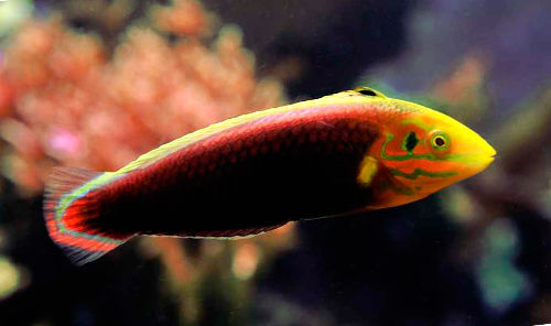 Radiant Wrasse (Africa)Size: XL 2.5" to 3"