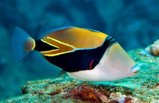 Rectangle Triggerfish - Violet Sea Fish and Coral