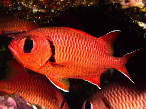 Red Soldier Fish - Violet Aquarium