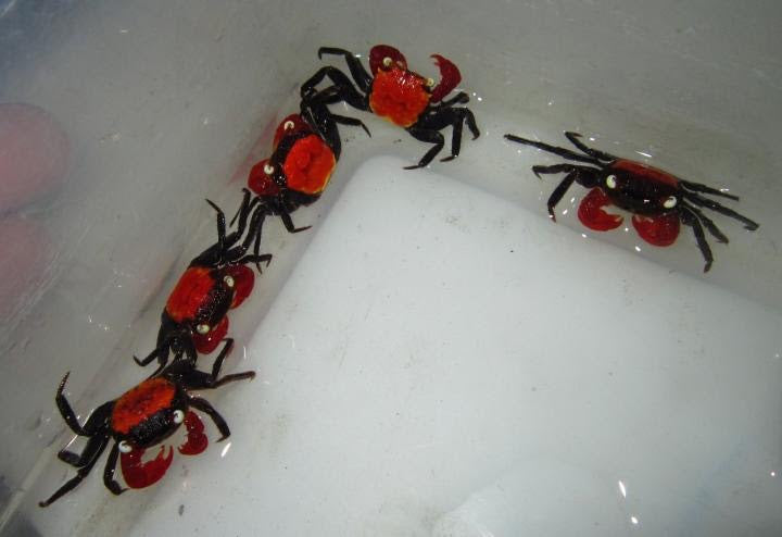 Red Devil Crab