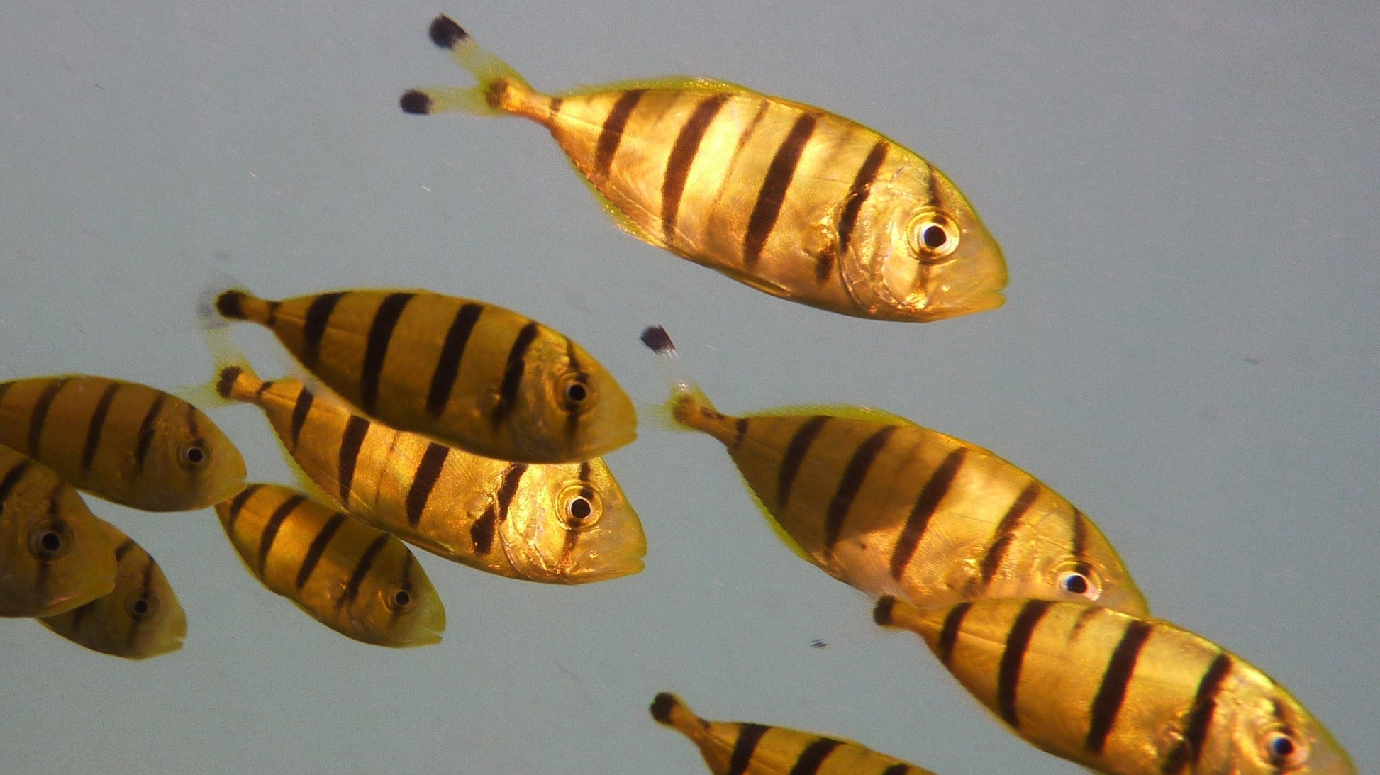 Gold Black Pilot Fish - Violet Aquarium