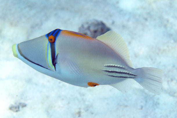 Assai Trigger (Red Sea) Size: SHOW 8" or Above