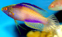 Rhomboid Wrasse(Female) Size: SHOW 3" or Above