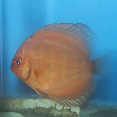 Discus Pigeon Blood(Maldives) Size: XL 5" to 7"