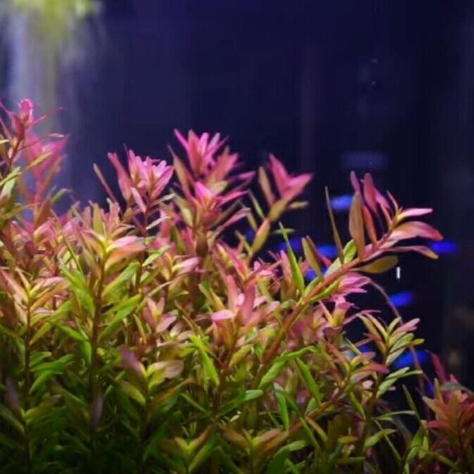 Rotala Mexicana Bangladesh