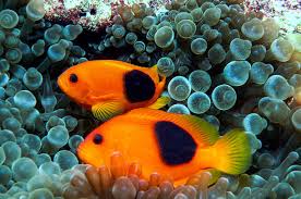 Red Saddle Clownfish - Violet Aquarium