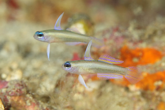 Blue Eye Goby