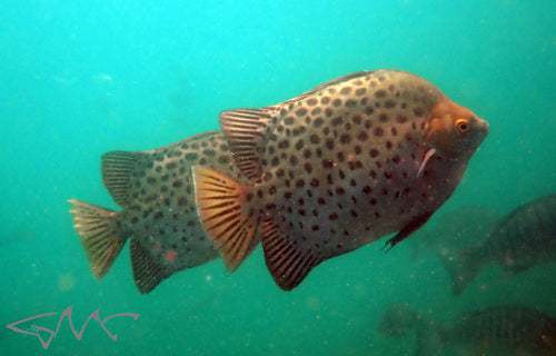 Ruby Red Scat Size: M 3" to 4"