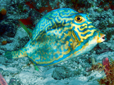 Scrawled Cowfish