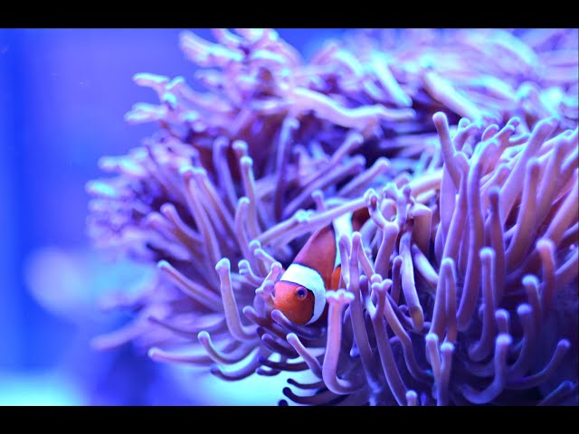 Purple Ritteri Anemone (Maldives Import) - Violet Aquarium 