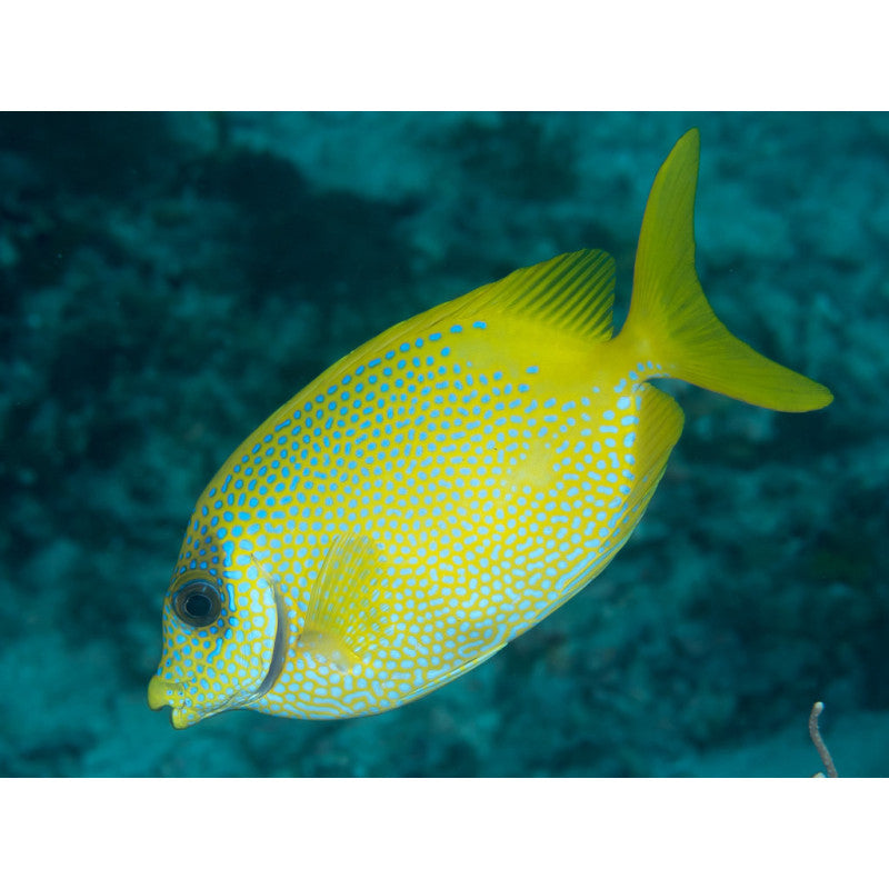 Blue Spotted Golden Rabbitfish Size : M 3" to 4"