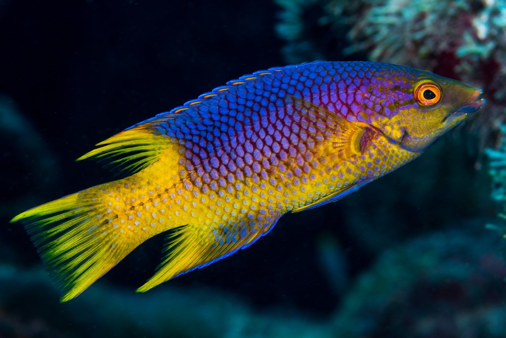 Spanish Hogfish