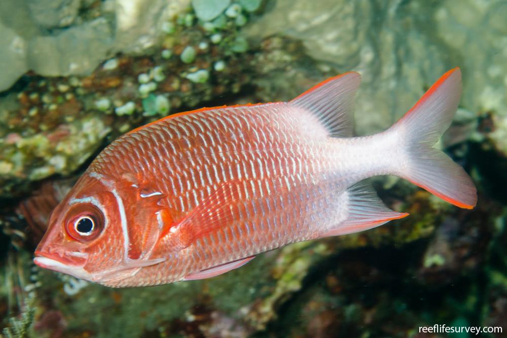 Rare True Silverspot Squirrelfish (Sumatra) Size: XXXL/SHOW 8" and Above - Violet Aquarium
