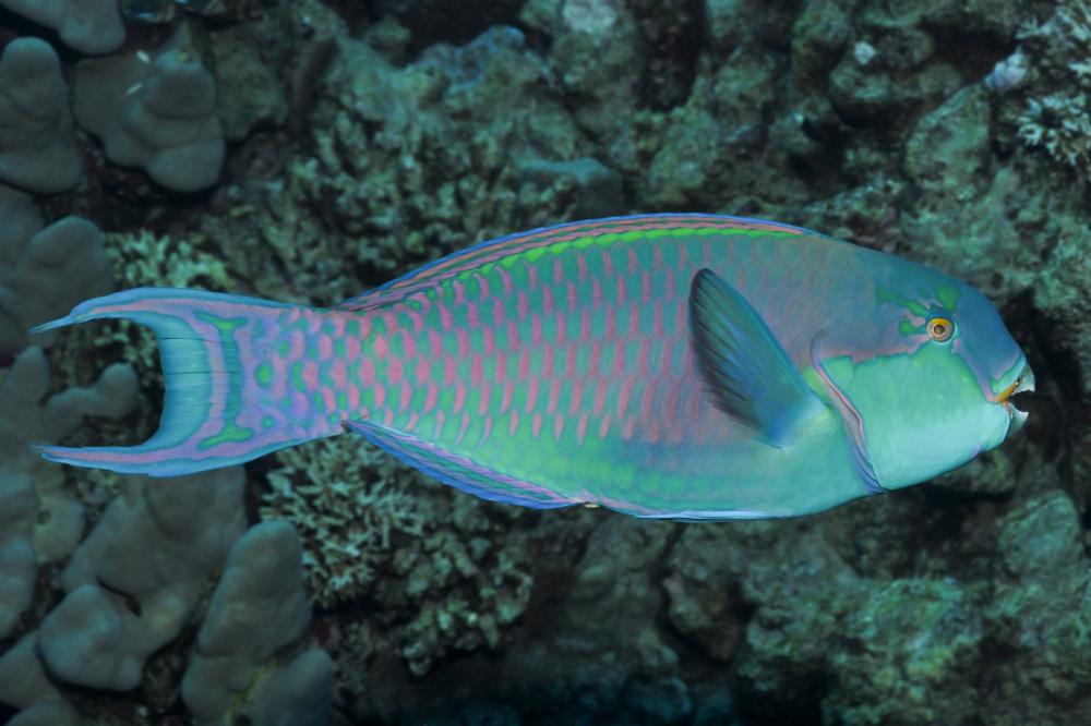 Heavy Beak Parrotfish Size: ML 2.5" to 4 "