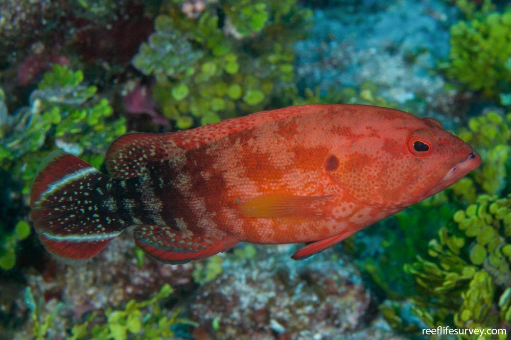 Red V-Tail Grouper Size: ML 3" to 4"