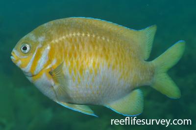 Bicolor Damselfish