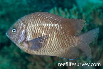 Bicolor Damselfish