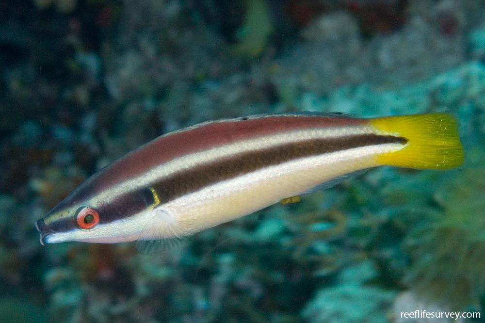 Yellowtail Cleaner Wrasse