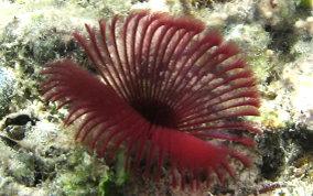 Royal Red Feather Duster Grade A (Unique)