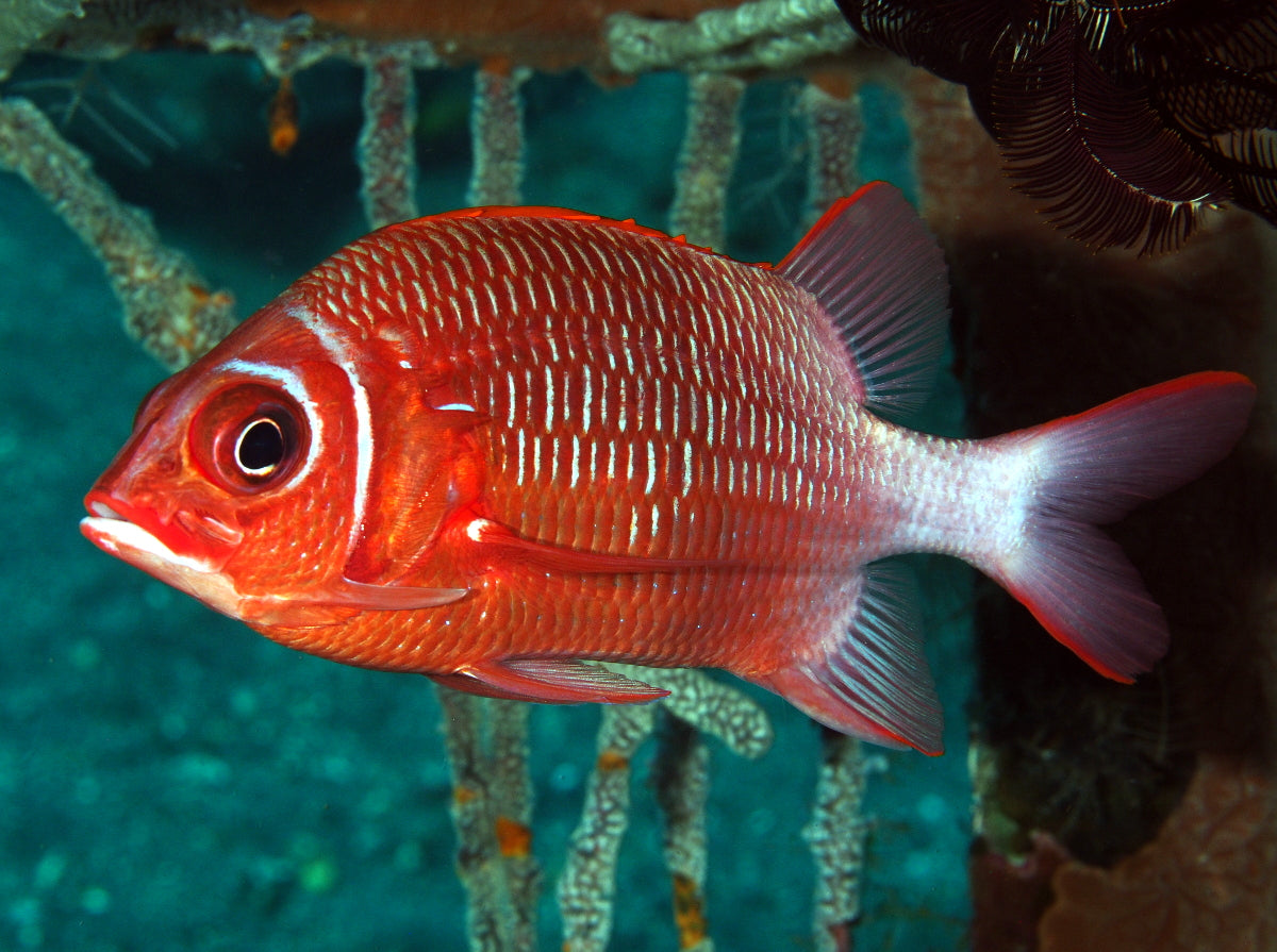 Rare True Silverspot Squirrelfish (Sumatra) Size: XXXL/SHOW 8" and Above - Violet Aquarium