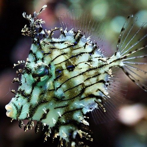 Tassle Filefish - Violet Sea Fish and Coral