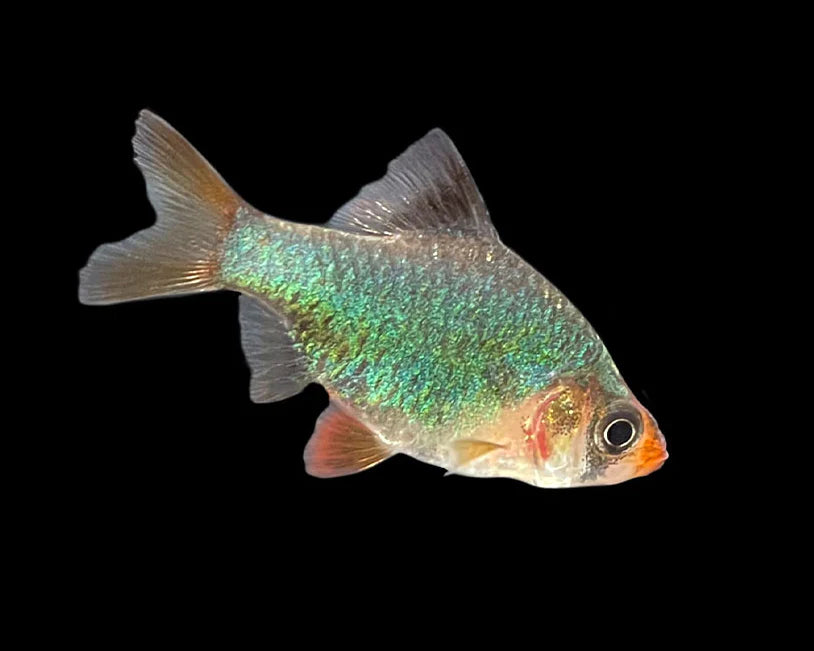 Green Platinum Tiger Barb – Violet Aquarium