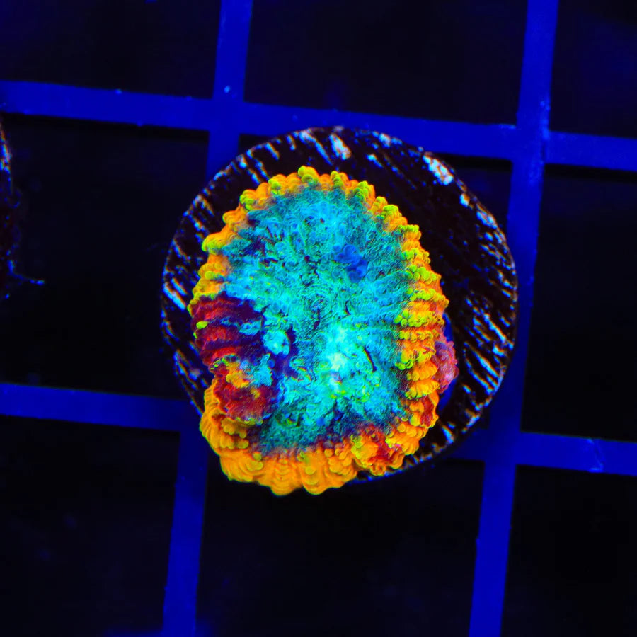 Yellow Submarine Favia (Aquacultured)