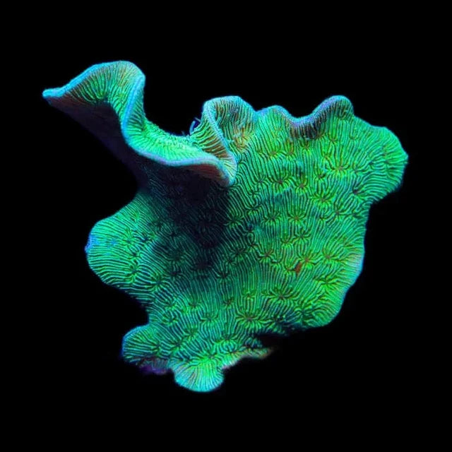 Nuclear Neon Fuzzy Pavona Aquacultured Size: M 0.5" to 1" Frag - Violet Aquarium