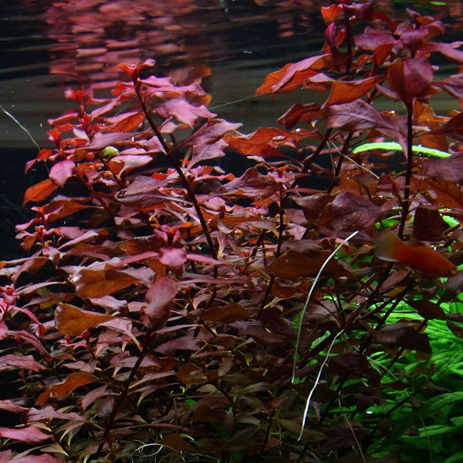 Ludwigia Palustris Red