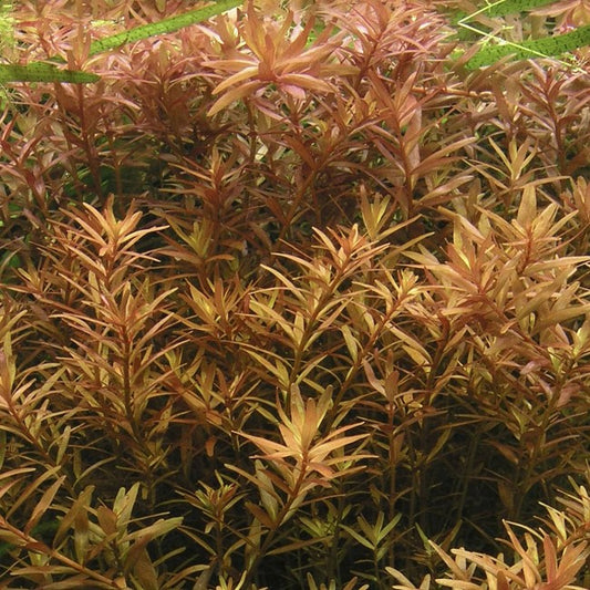 Rotala Rotundifolia Fujian
