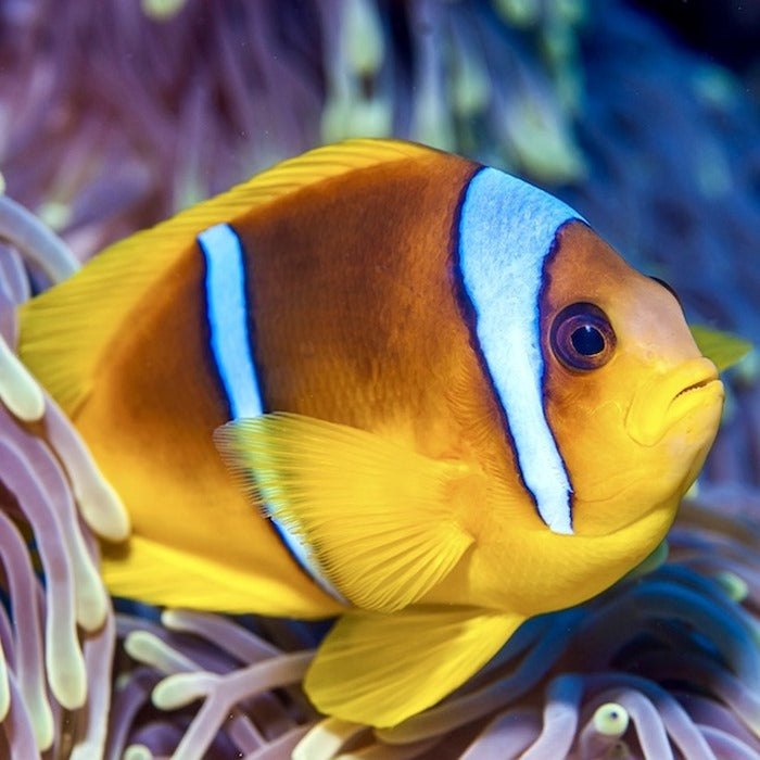 Clarkii Clownfish Size: ML 2" to 2.5" (Orange Clarkii Solomon Islands)