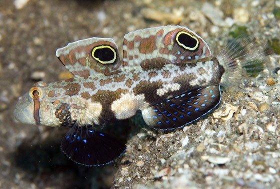 Signal Goby - Violet Sea Fish and Coral