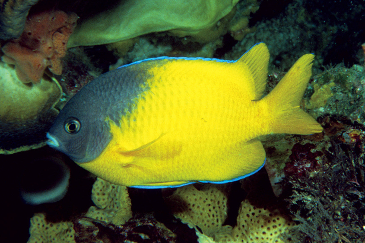 Bicolor Damselfish