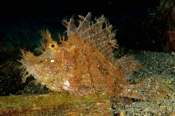 Purple Frilly Weedy Rhinopias Fish Size: XL 6" to 7"