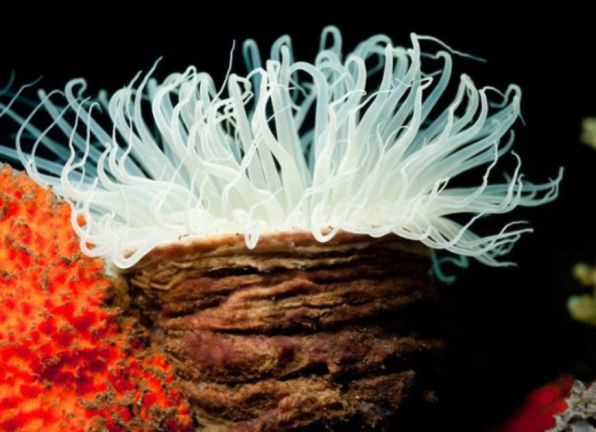 Pearl White to Yellow Tube Anemone Size: XL 6" to 8" Approx