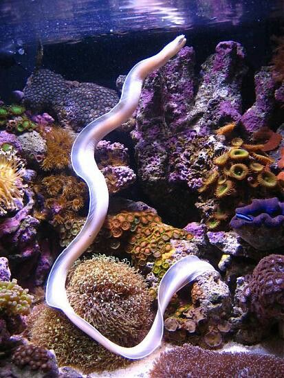 White Ribbon Eel - Violet Sea Fish and Coral