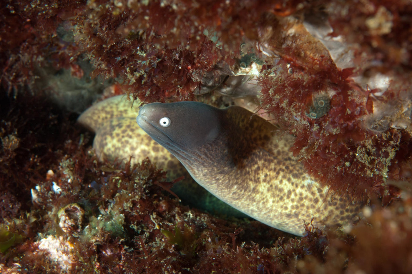 White Eye Moray Eel Size: XL 14" to 20"