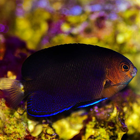 Royal Blue Pygmy Angelfish Size: M 1.5” to 2.5”