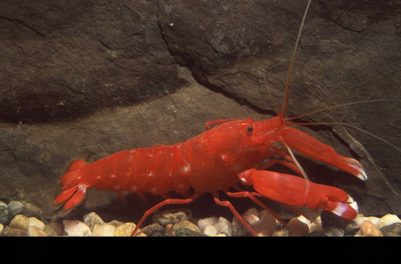 Japanese Snapping Shrimp Size: M 2" to 3"