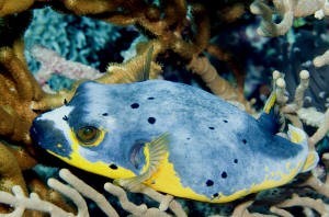 HALF Gold Dogface PufferFish - Violet Sea Fish and Coral