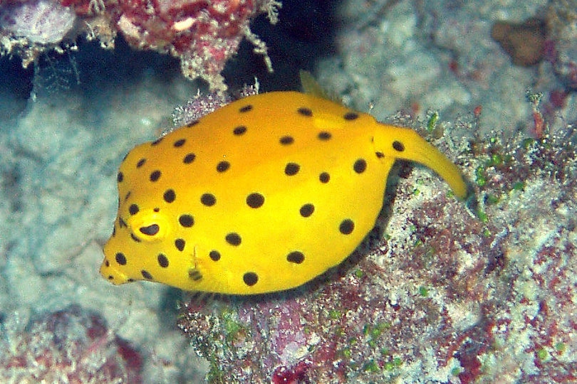 Yellow Boxfish - Violet Sea Fish and Coral