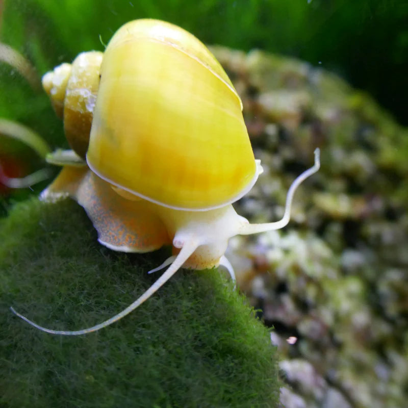 Yellow Apple Snail Size : M 1" to 1.25"