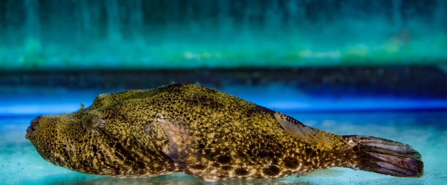 Pignose Puffer