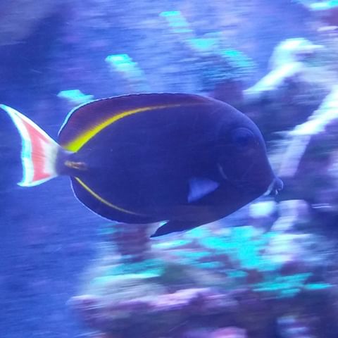 Hybrid Achilles Goldrim Tang Fish Sale - Violet Sea Fish and Coral