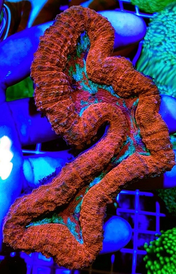 Colored Lobophyllia Coral
