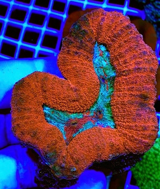 Colored Lobophyllia Coral