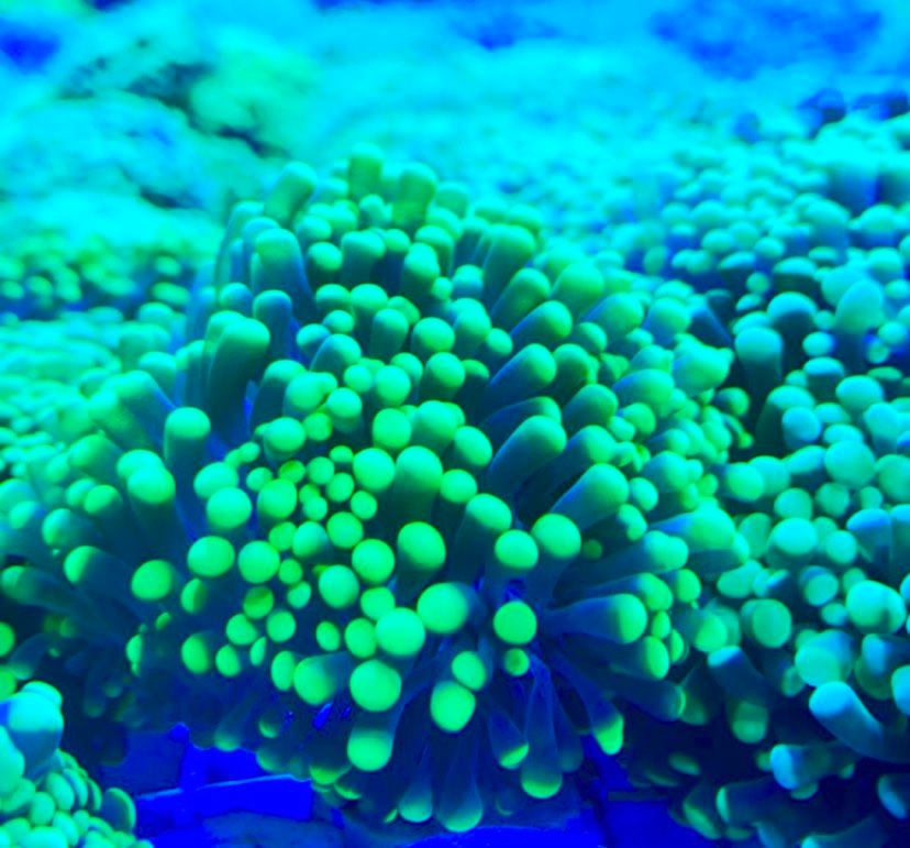 Aussie Green Tip Torch