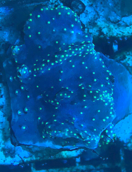 Green Finger Leather Coral - Violet Aquarium 