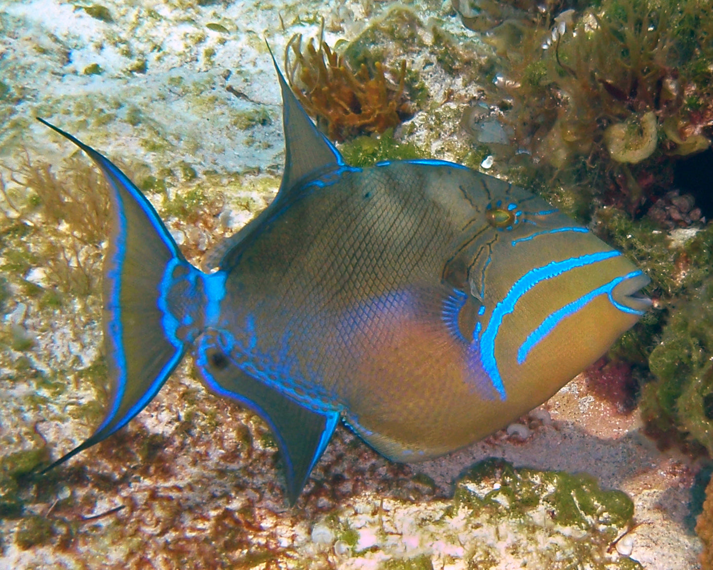 Queen Triggerfish - Violet Sea Fish and Coral