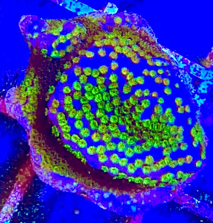 Purple Green Polyp Montipora